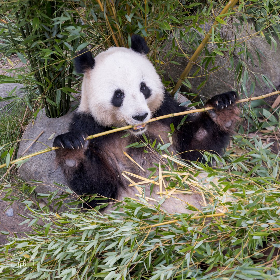 Giant Panda Xing (m) / Copenhagen / 30-9-24