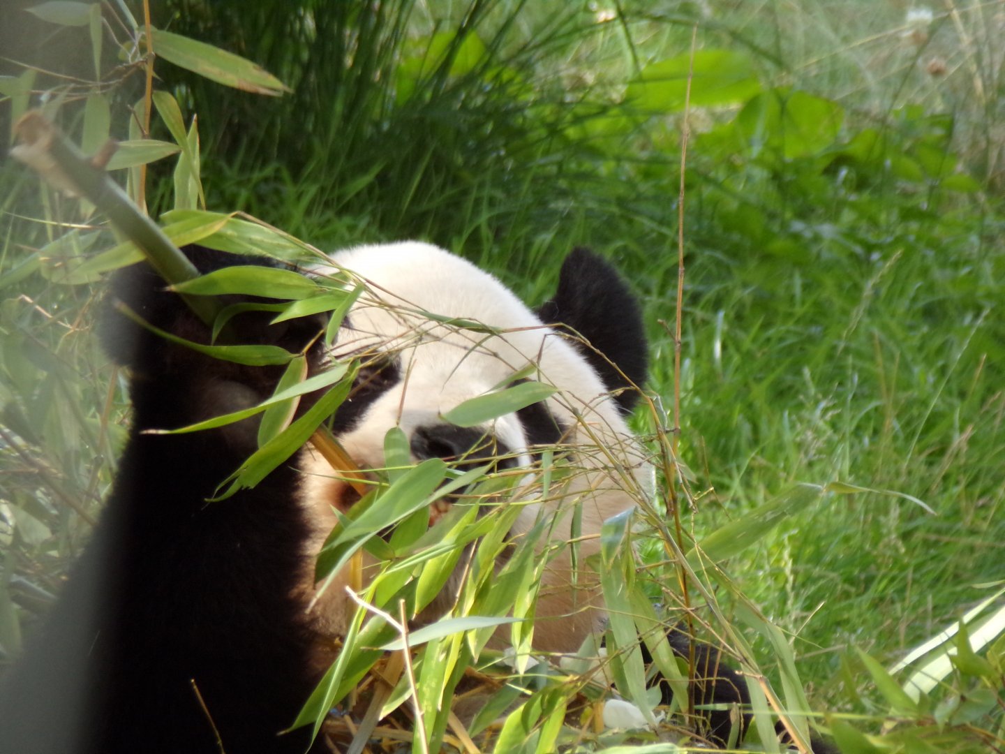 Giant panda “Yang Guang” 14.8.23
