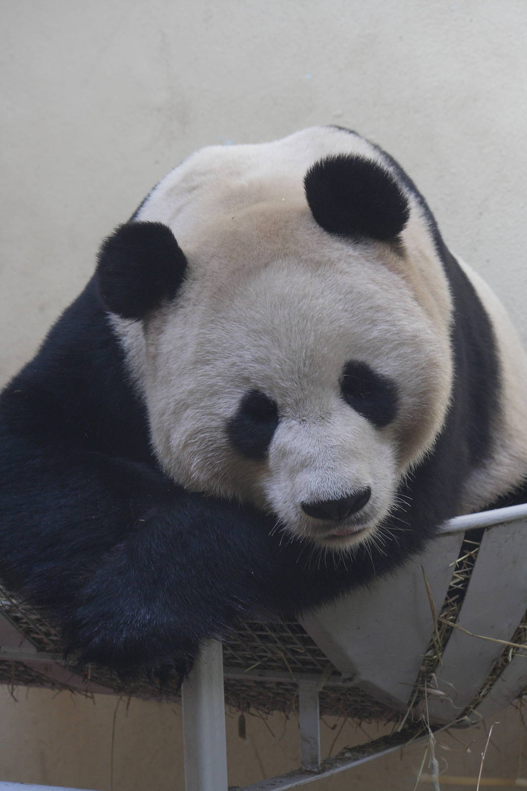 Giant panda 'Yang Guang'