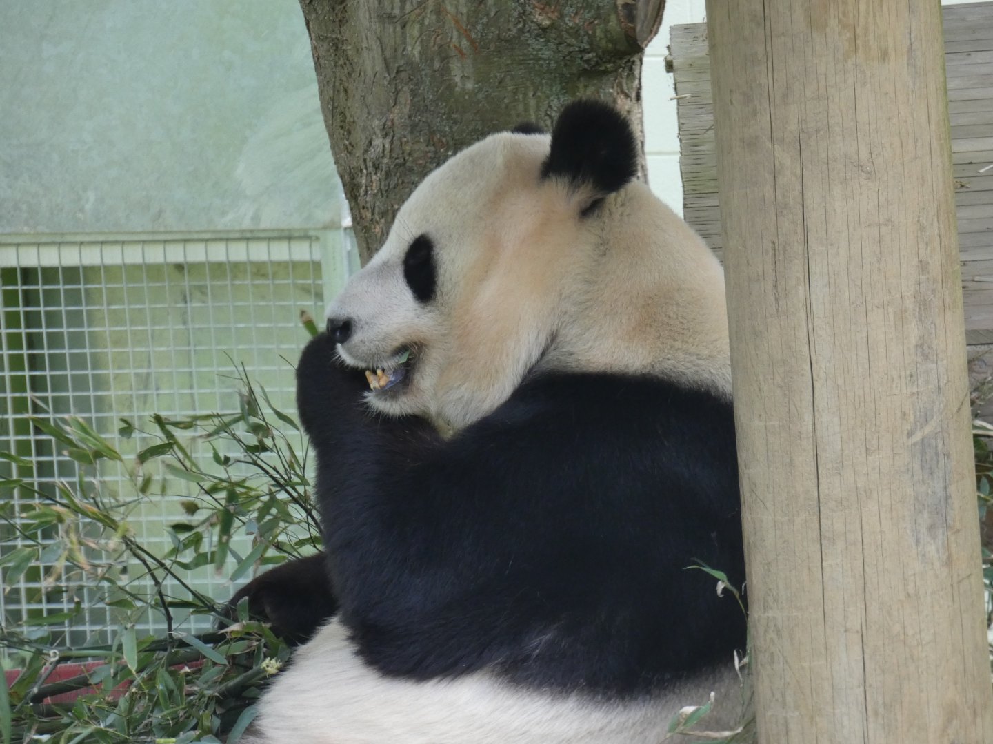 Giant panda (Yang Guang)
