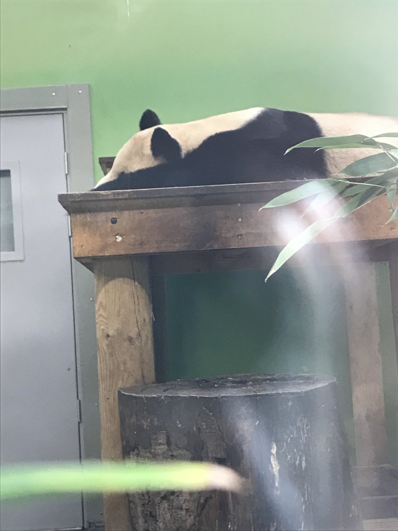 Giant panda “Yang Guang”