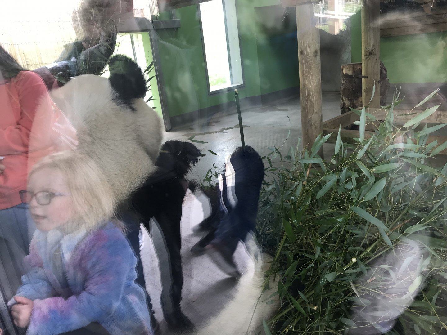 Giant panda “Yang Guang”