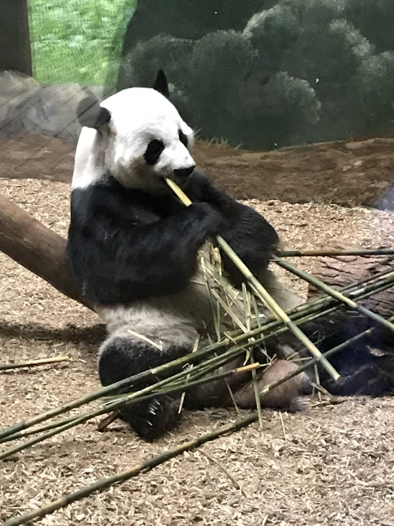 Giant panda-Yang Yang