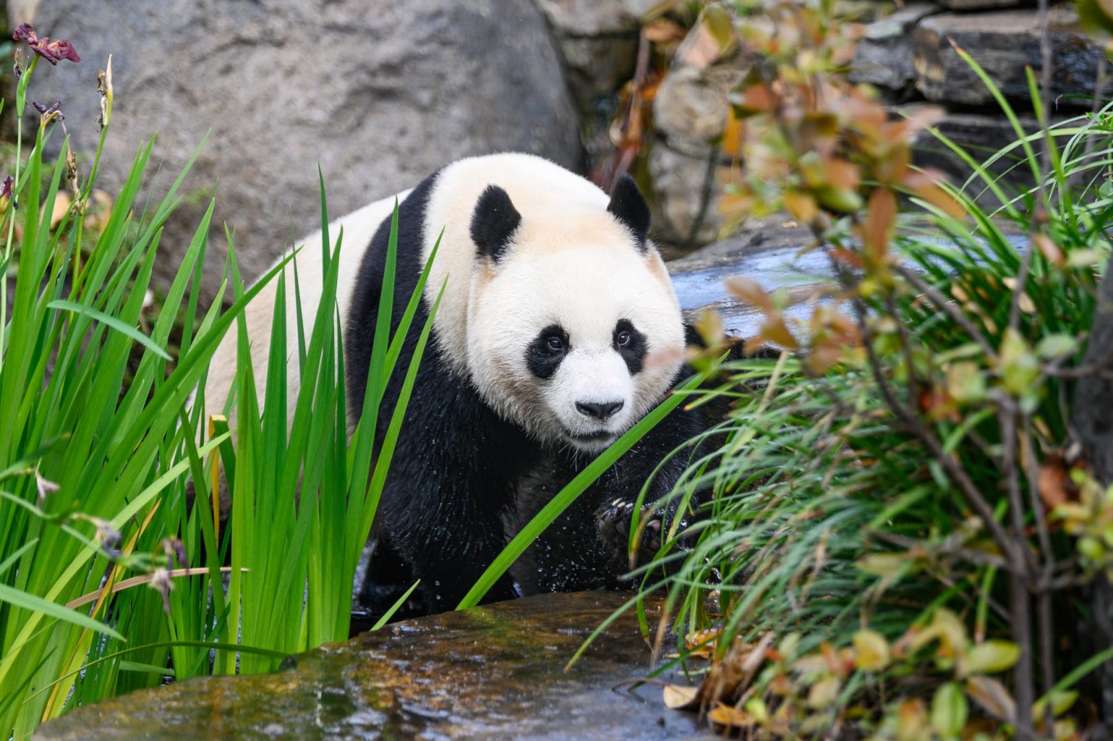 Giant panda 'Yi Lan'