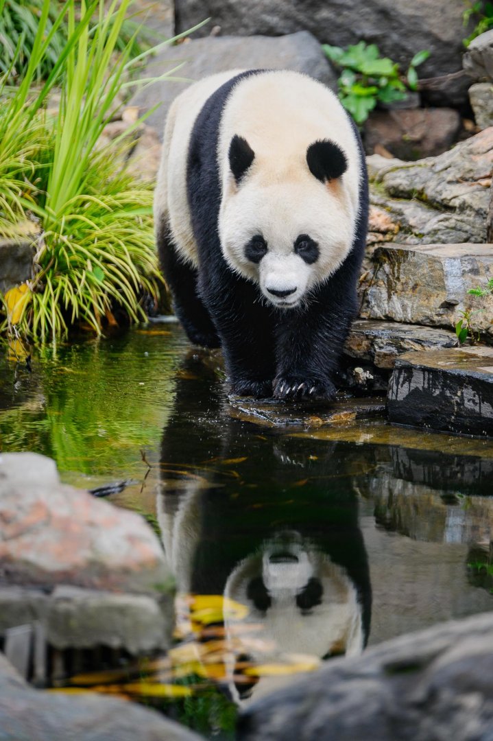 Giant panda 'Yi Lan'