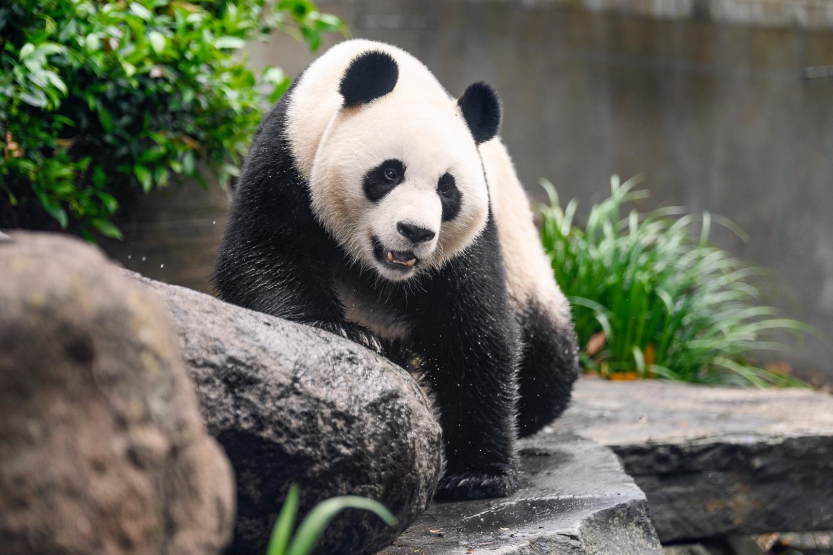 Giant panda 'Yi Lan'