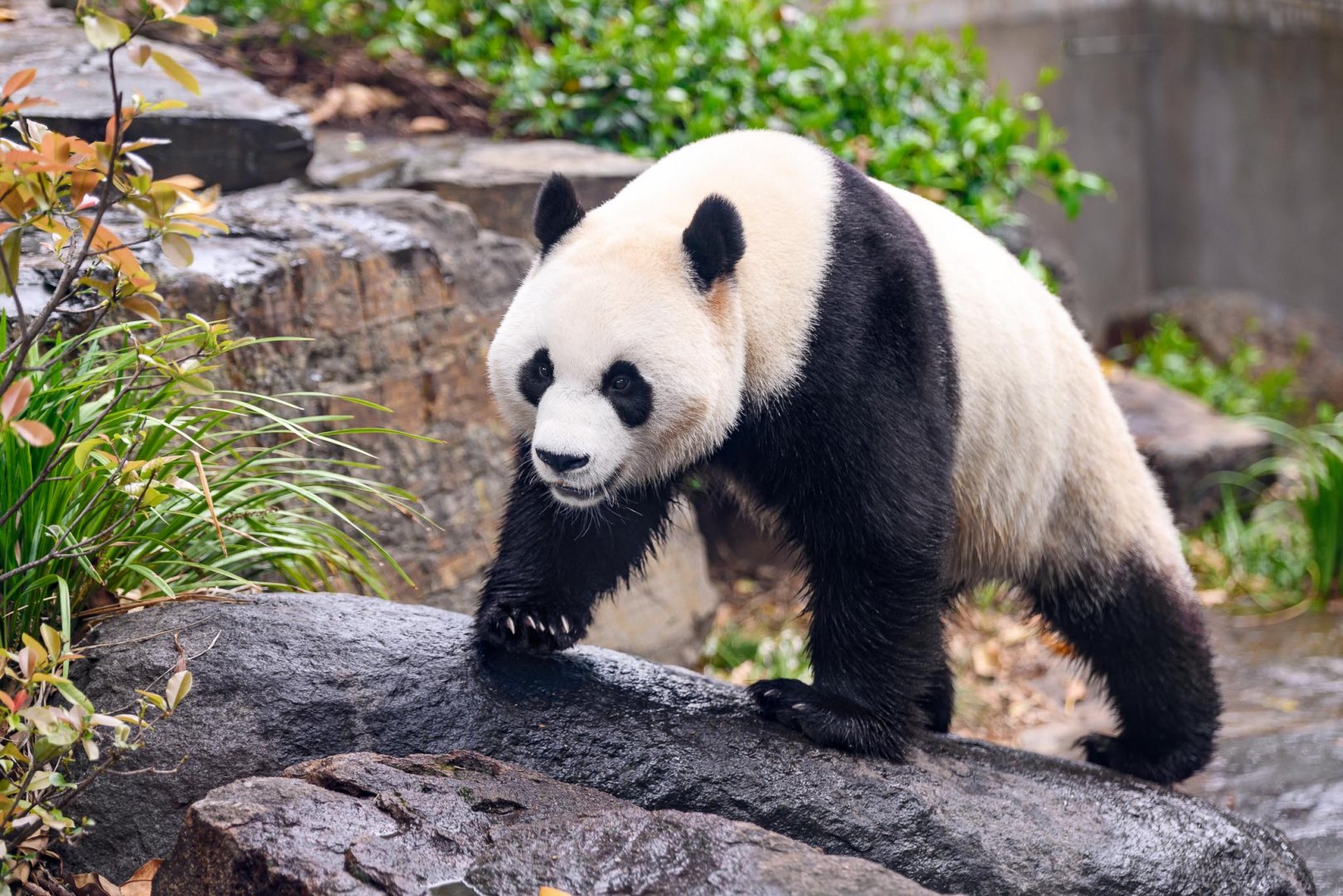 Giant panda 'Yi Lan'