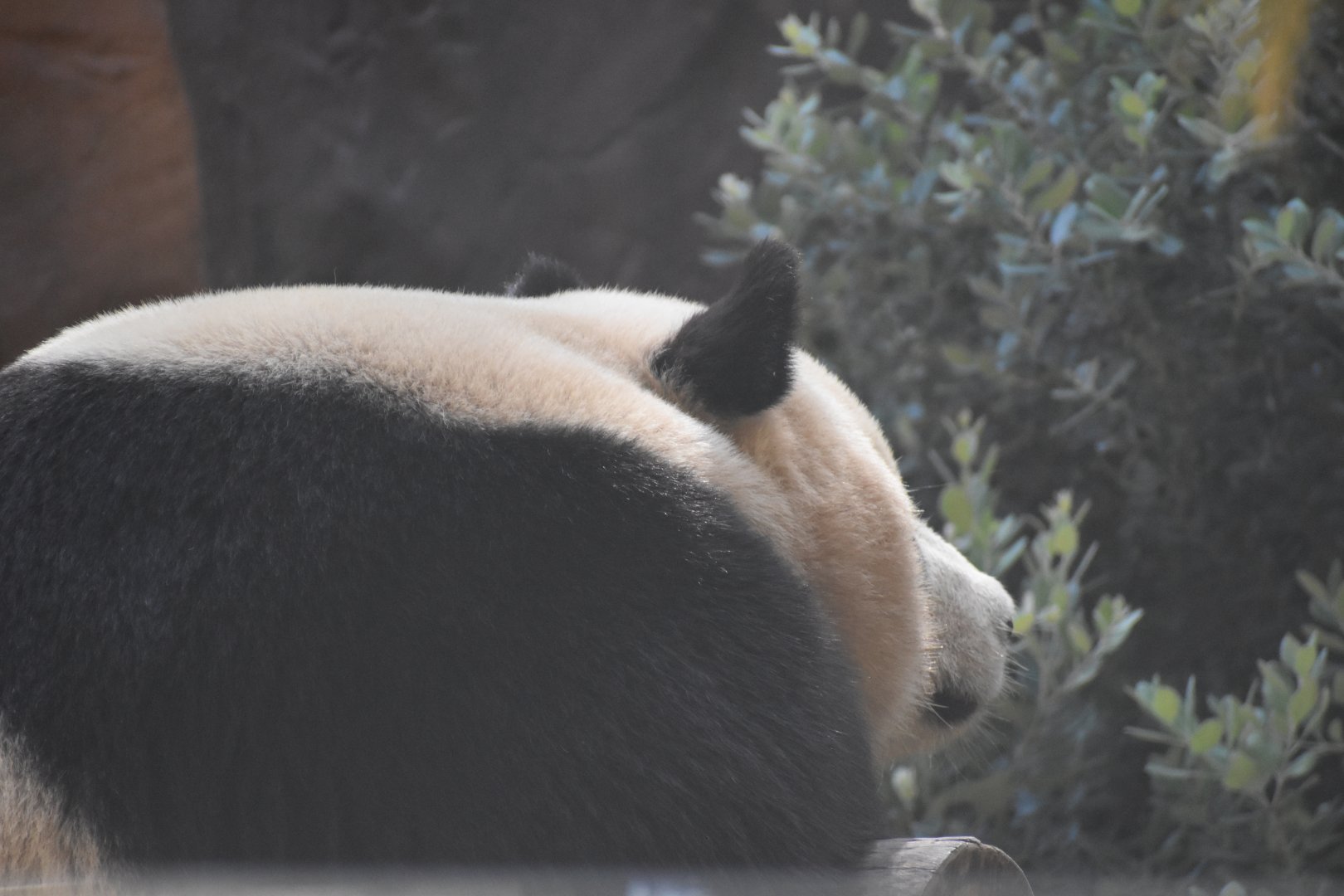 Giant Panda (Yun Chuan)