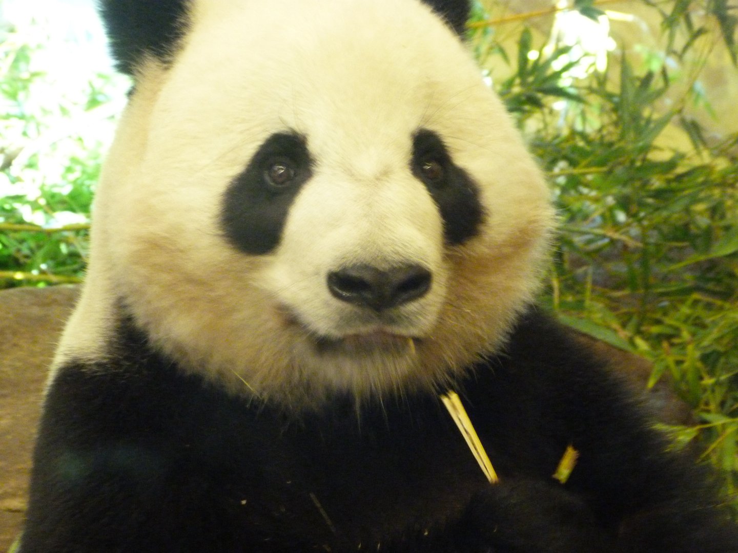 Giant panda -Zoo Aquarium de Madrid (2025)