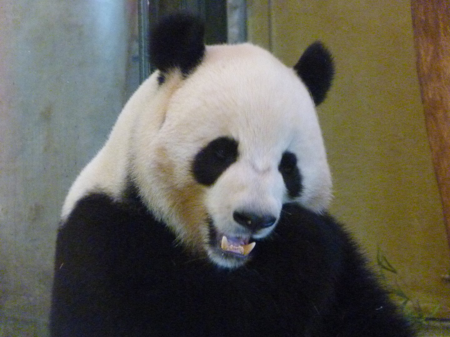 Giant panda -Zoo Aquarium de Madrid (2025)