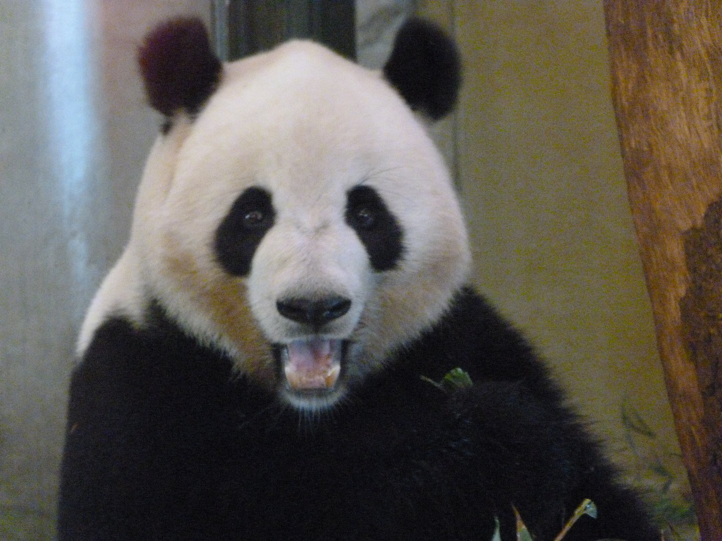 Giant panda -Zoo Aquarium de Madrid (2025)