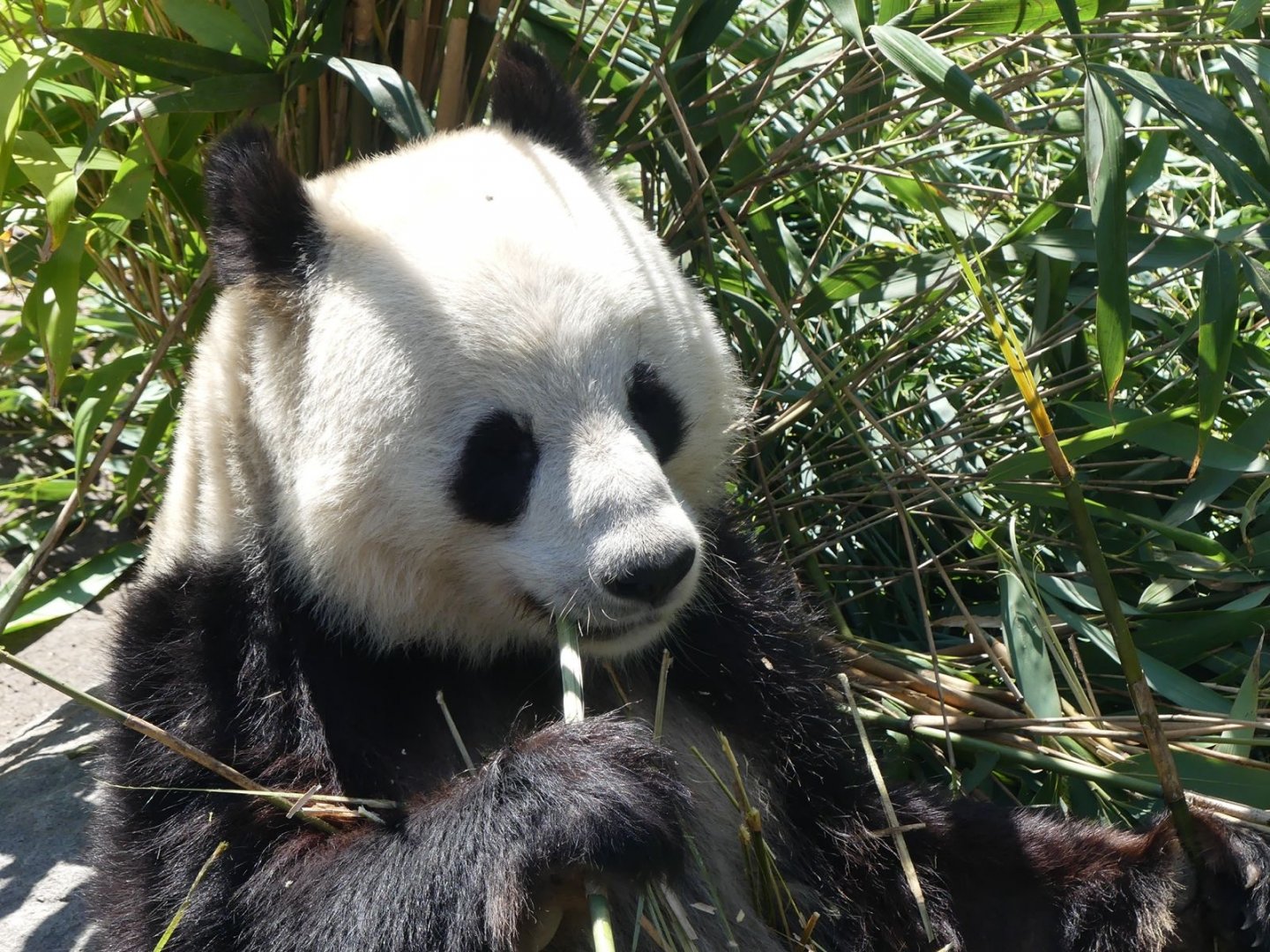 Giant Panda - Zoo København - 26.05.25