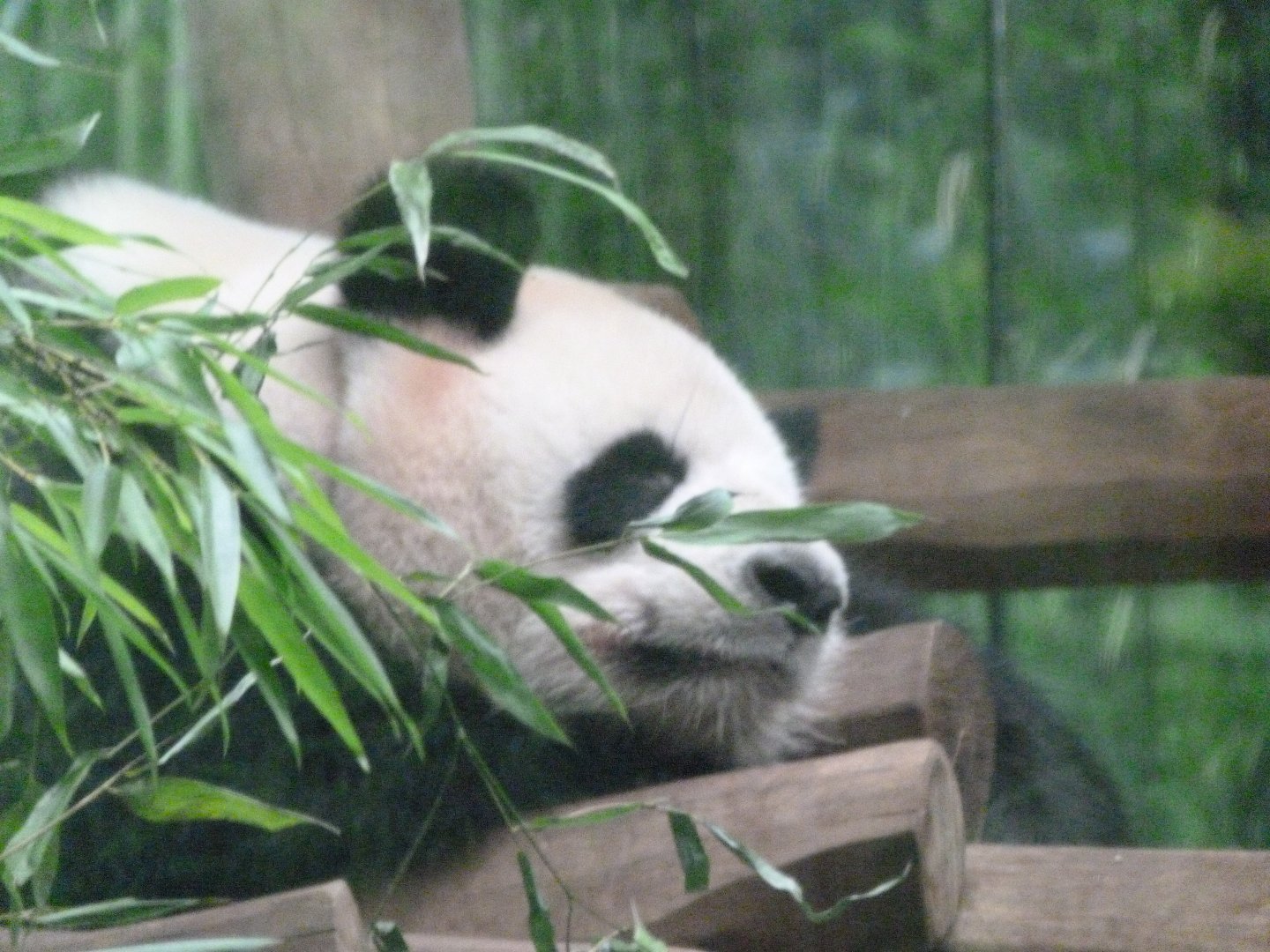 Giant panda -Zoologischer Garten Berlin (2024)