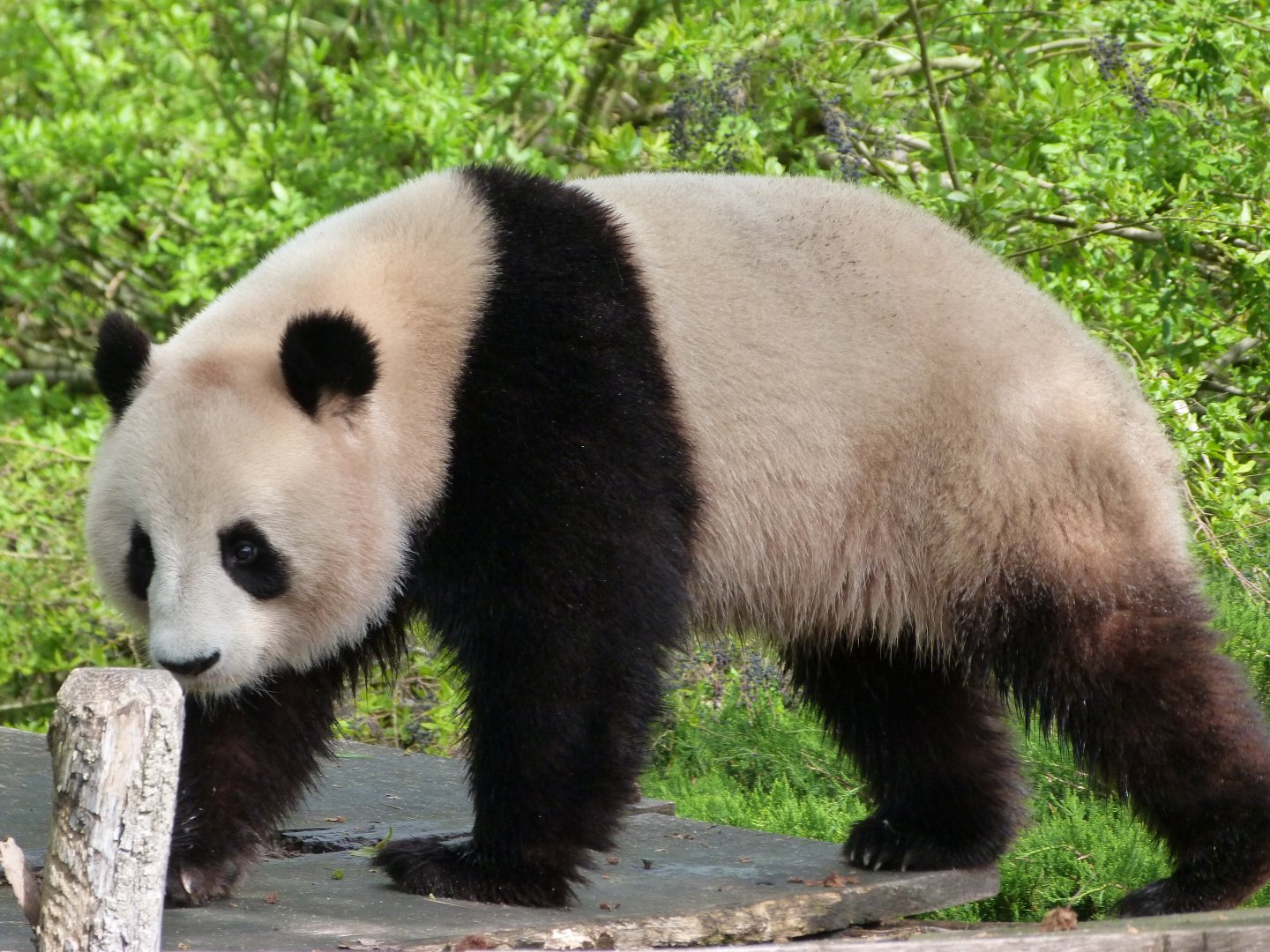 Giant panda -ZooParc de Beauval (2025)