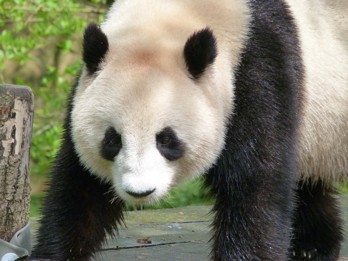 Giant panda -ZooParc de Beauval (2025)