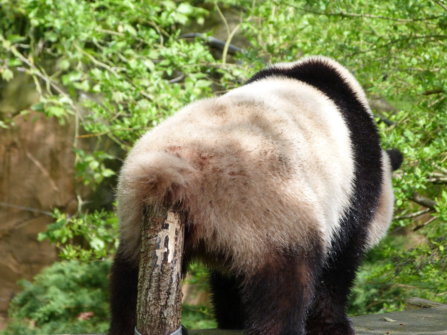 Giant panda -ZooParc de Beauval (2025)