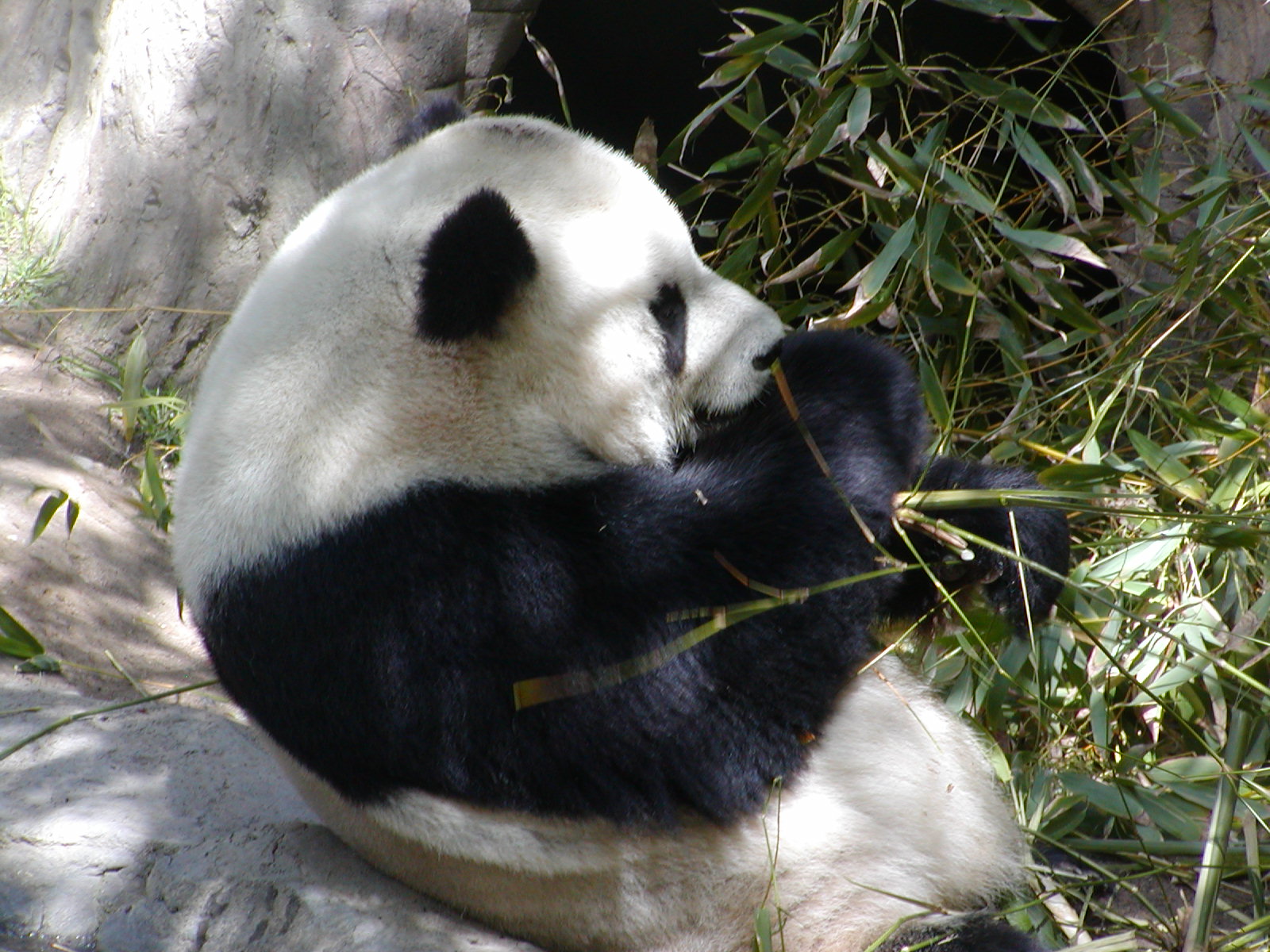 Giant Panda