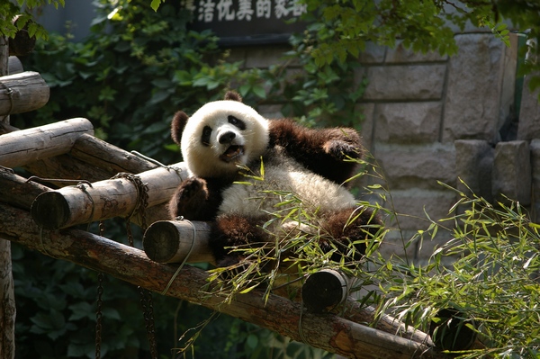 Giant Panda