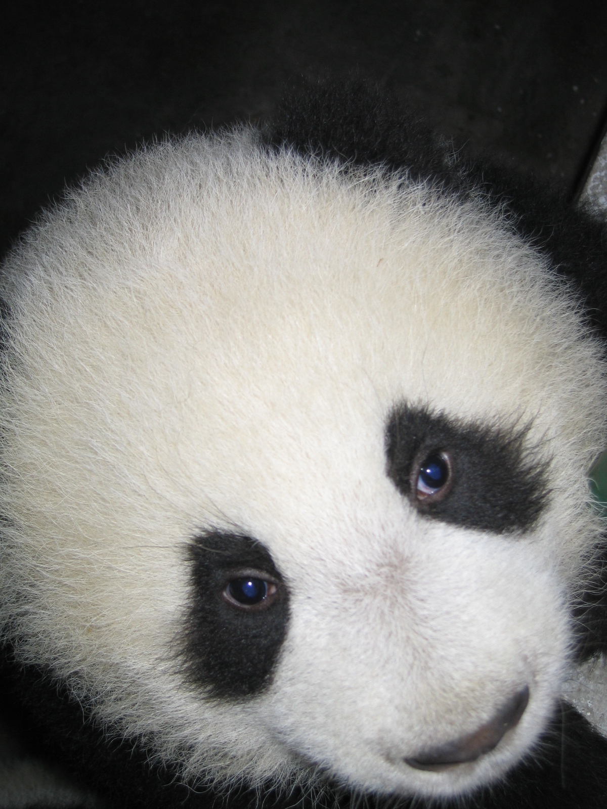 Giant Panda