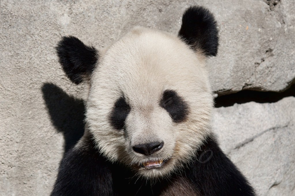 Giant Panda