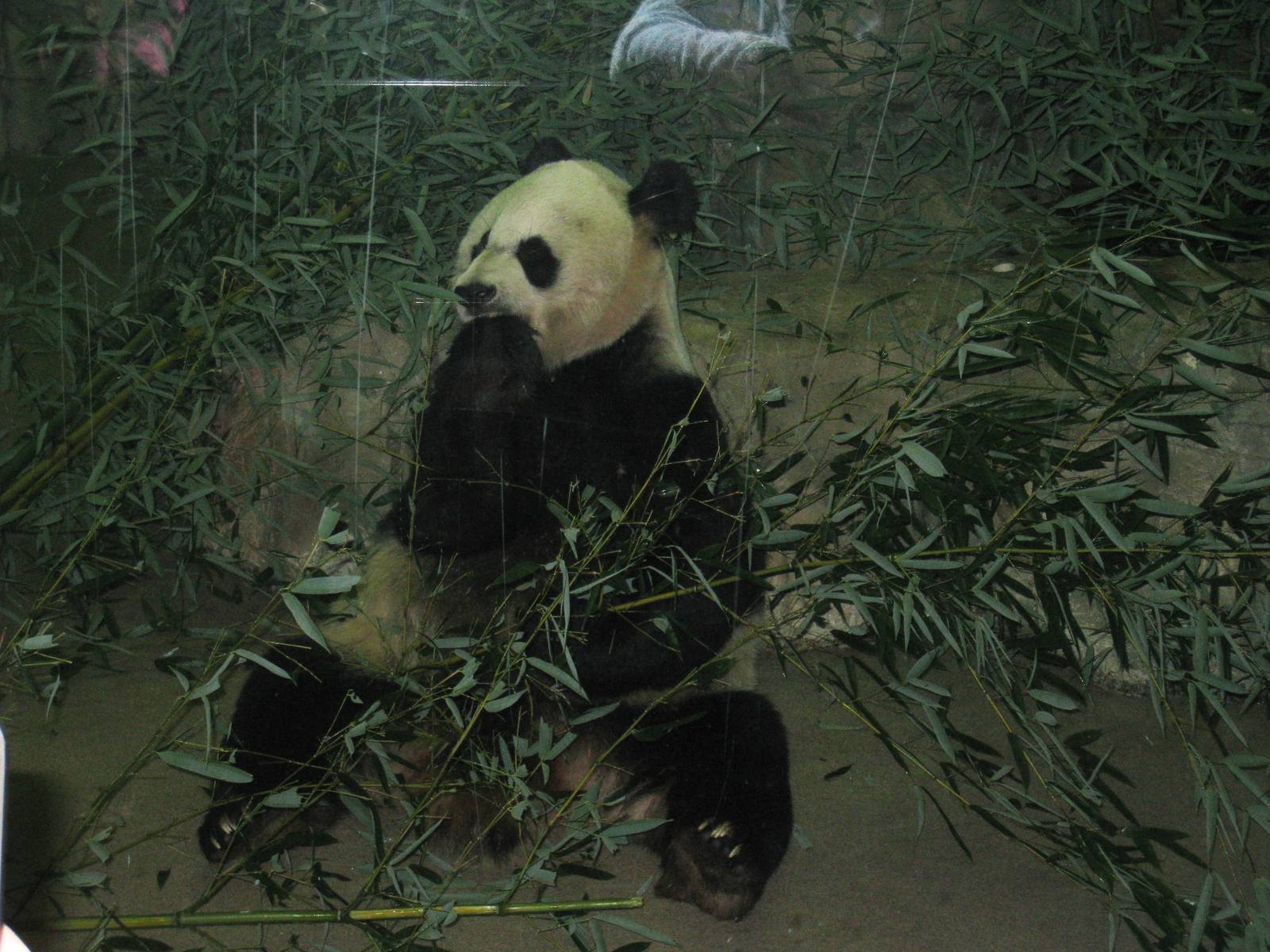 Giant Panda