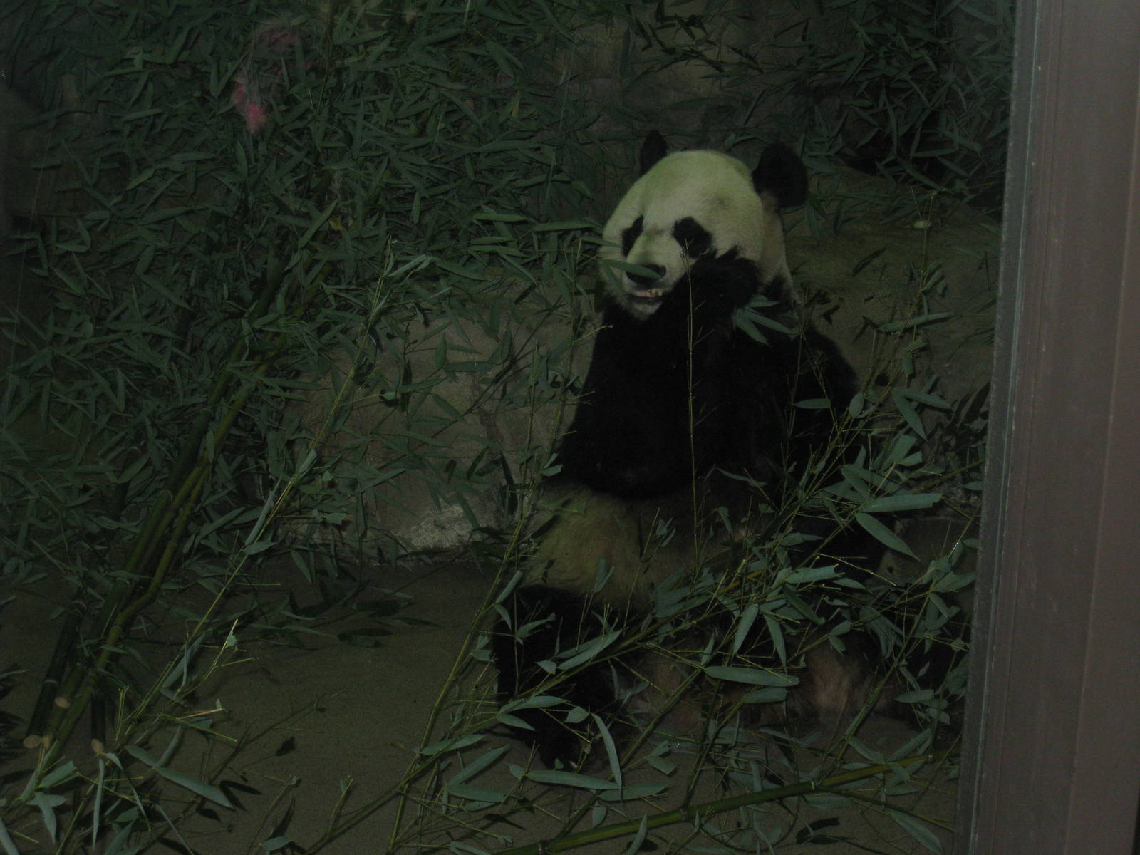 Giant Panda