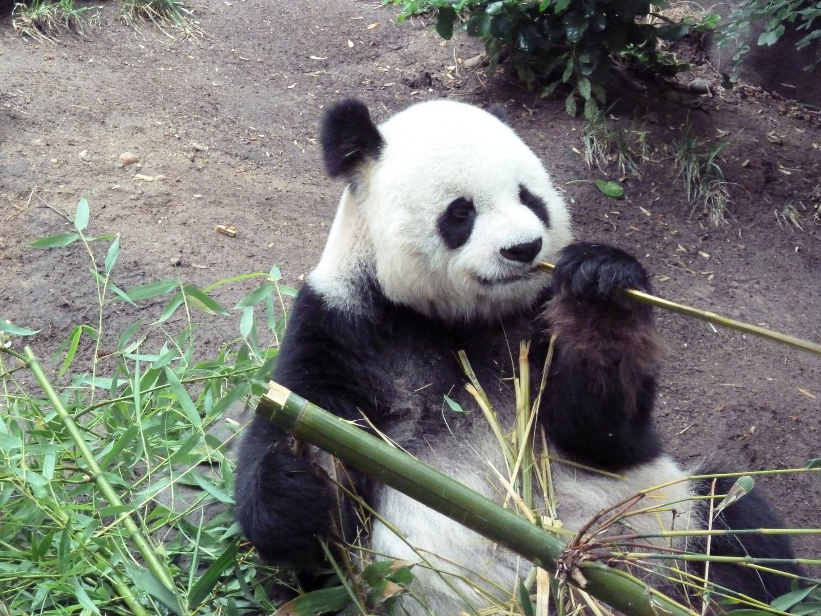Giant Panda