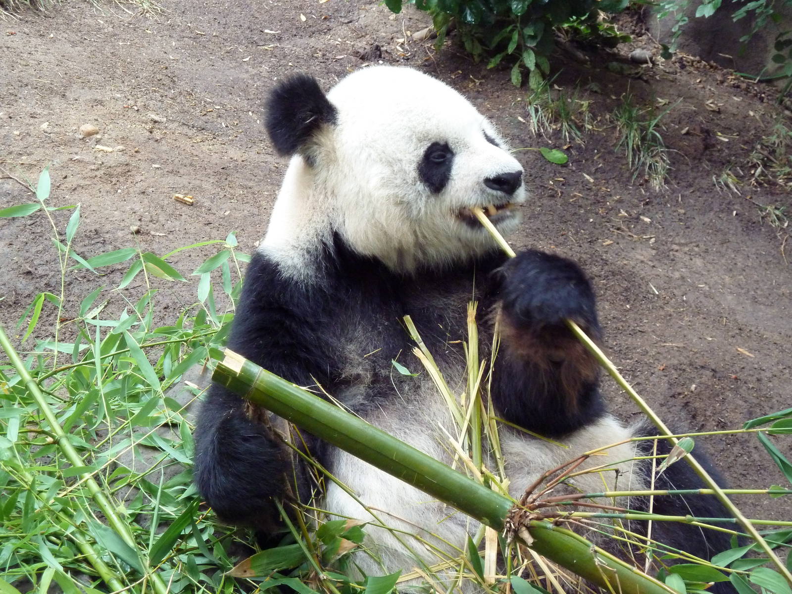 Giant Panda