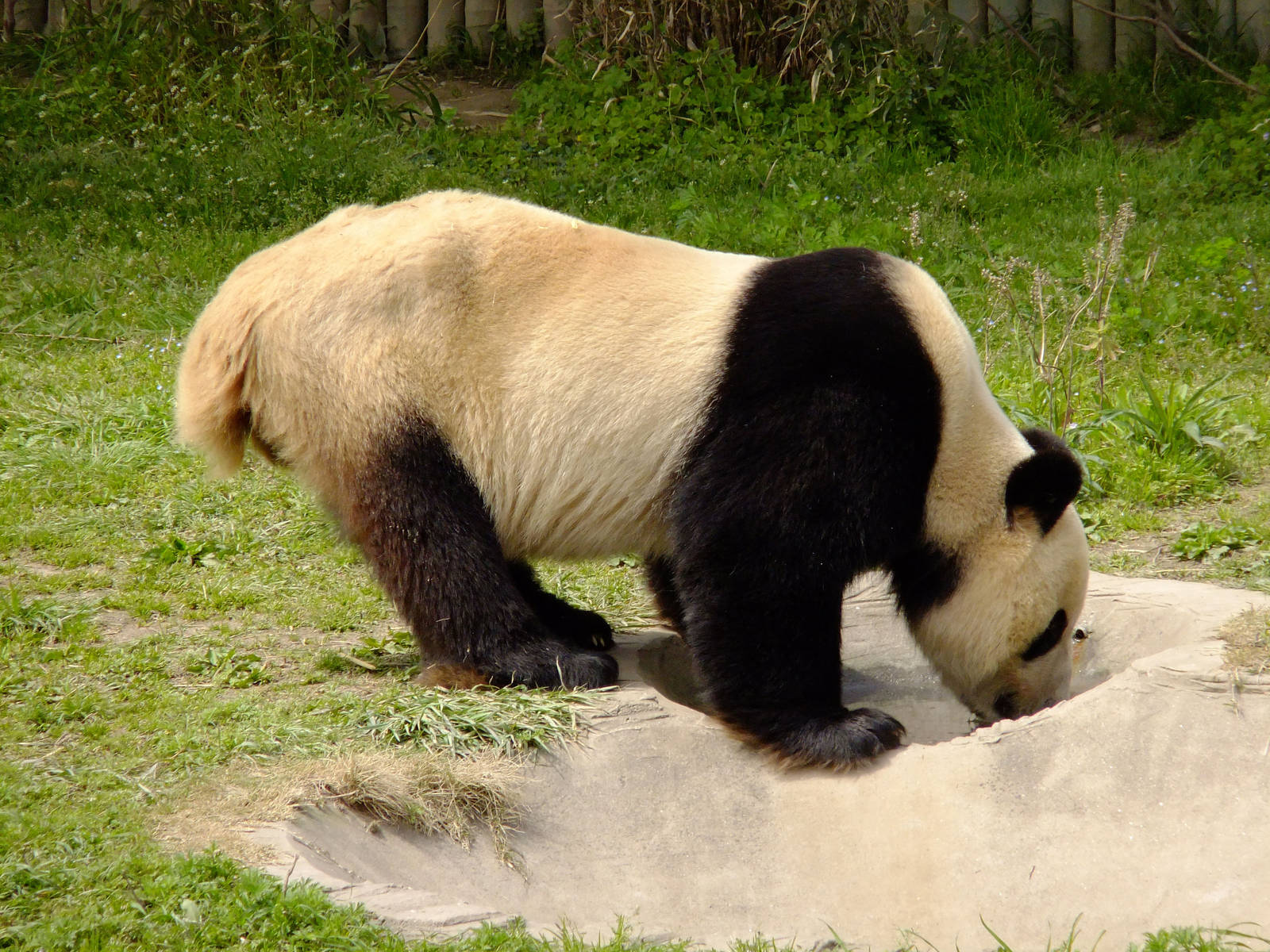 Giant Panda