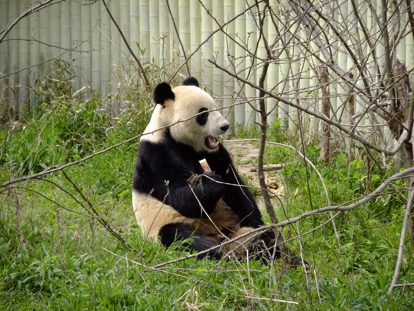 Giant Panda