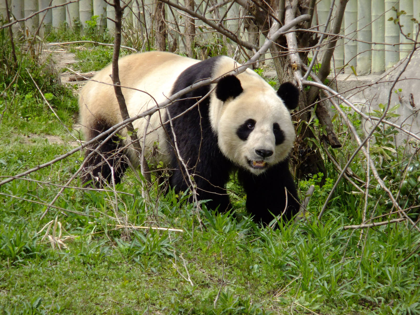 Giant Panda
