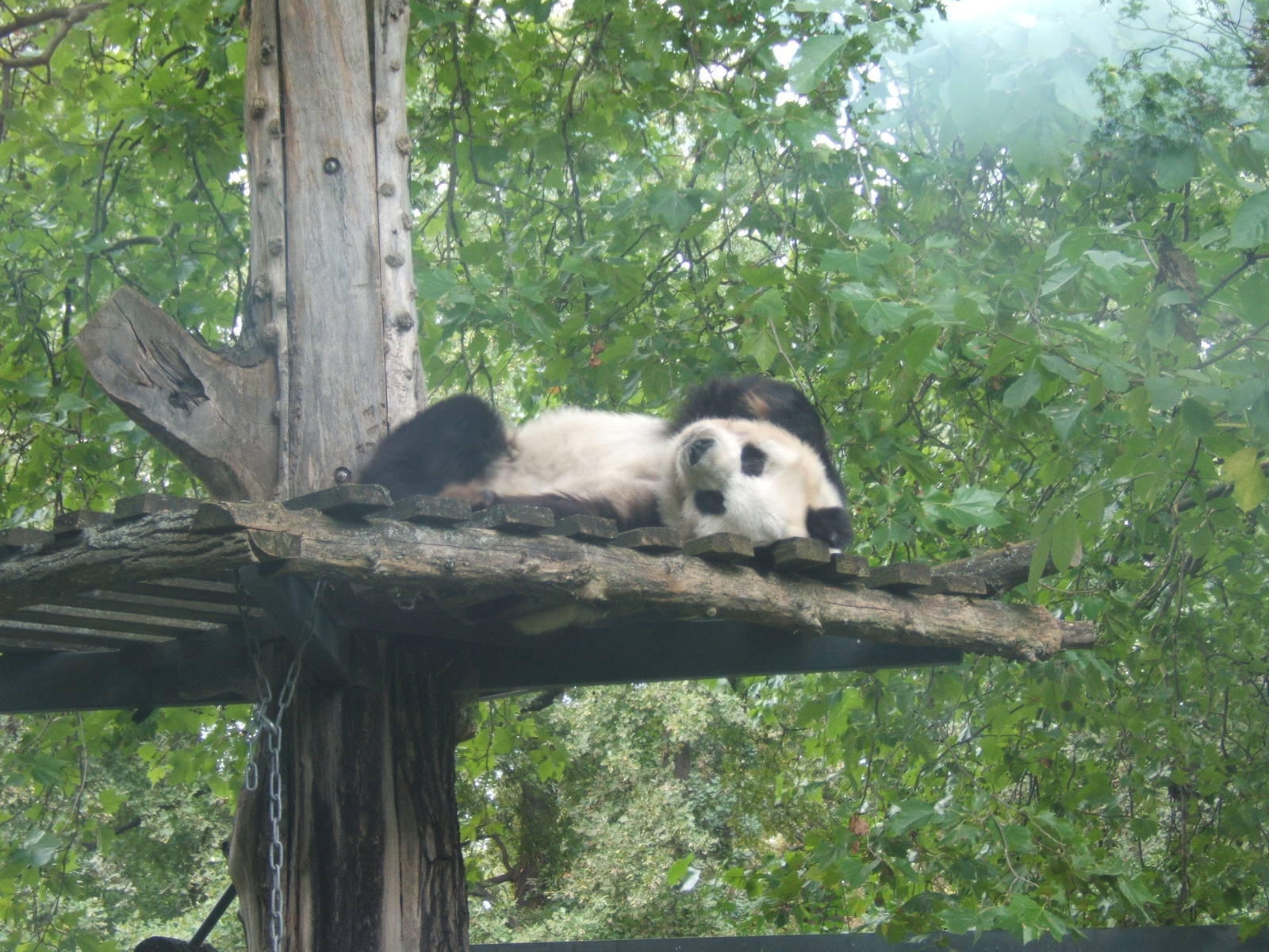 Giant Panda