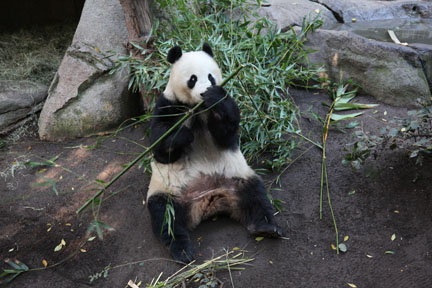 giant panda