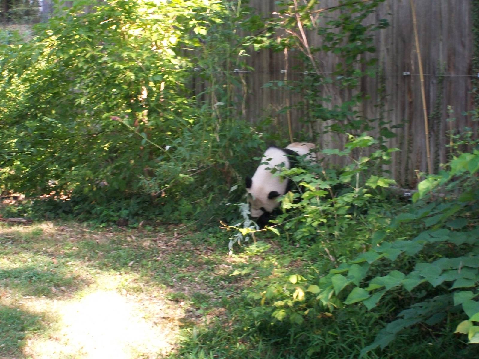 Giant Panda
