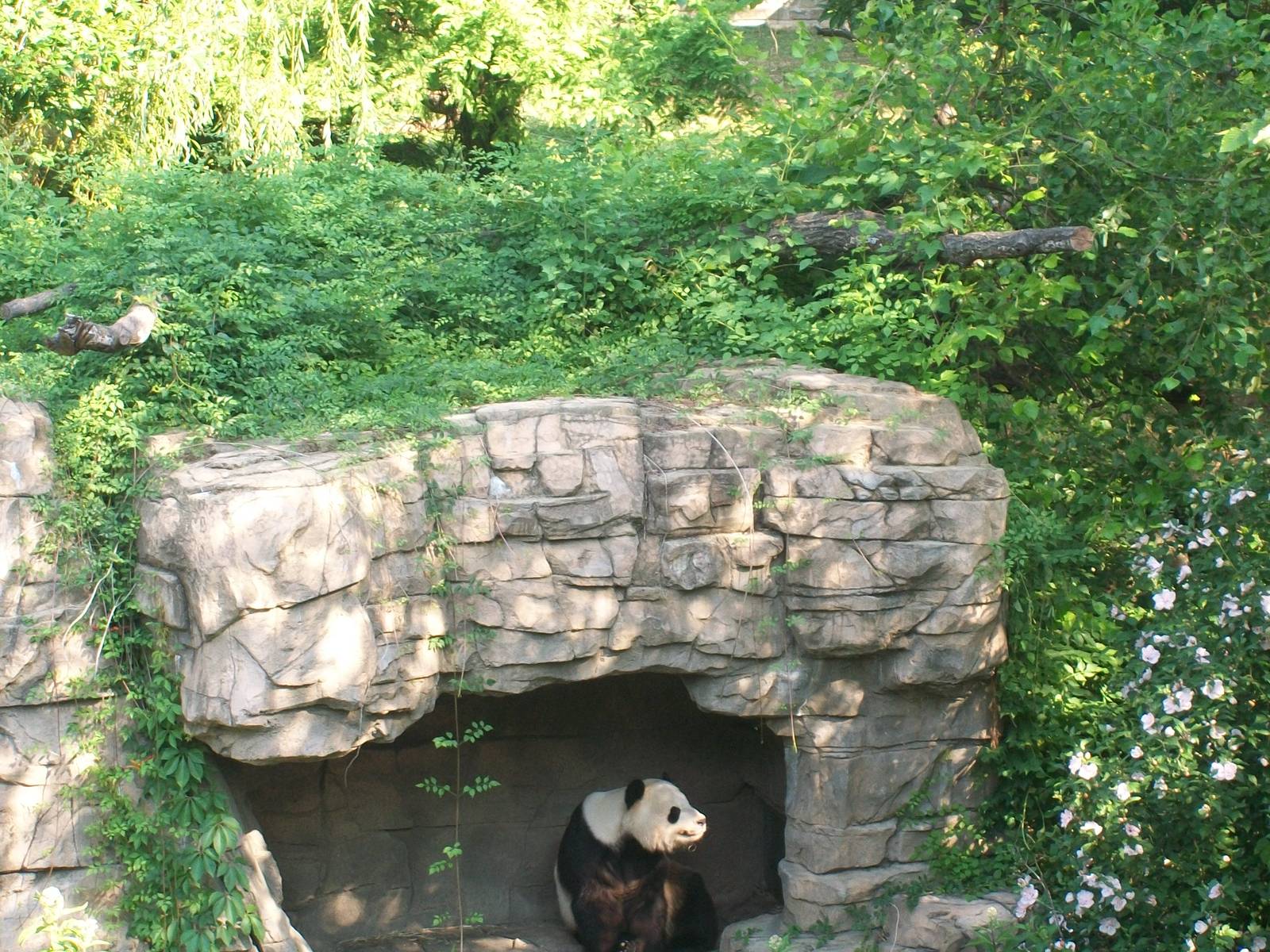 Giant Panda