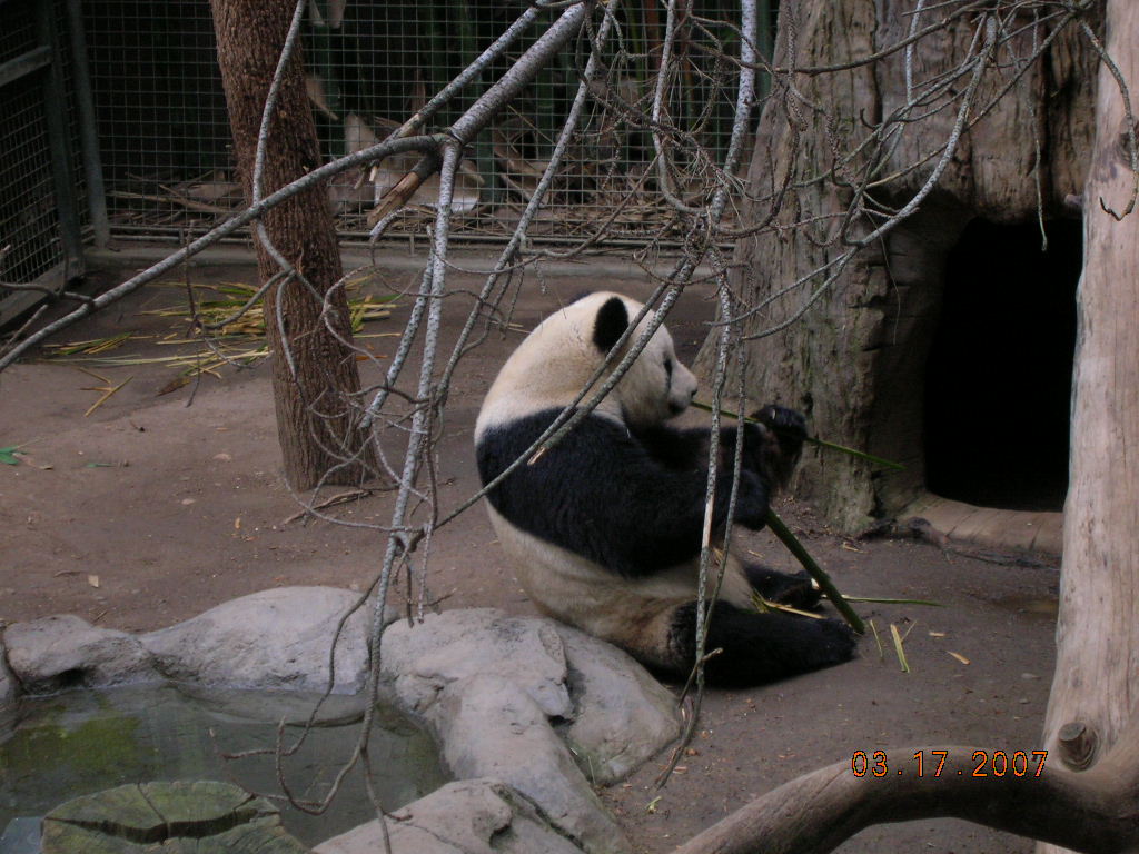 Giant Panda