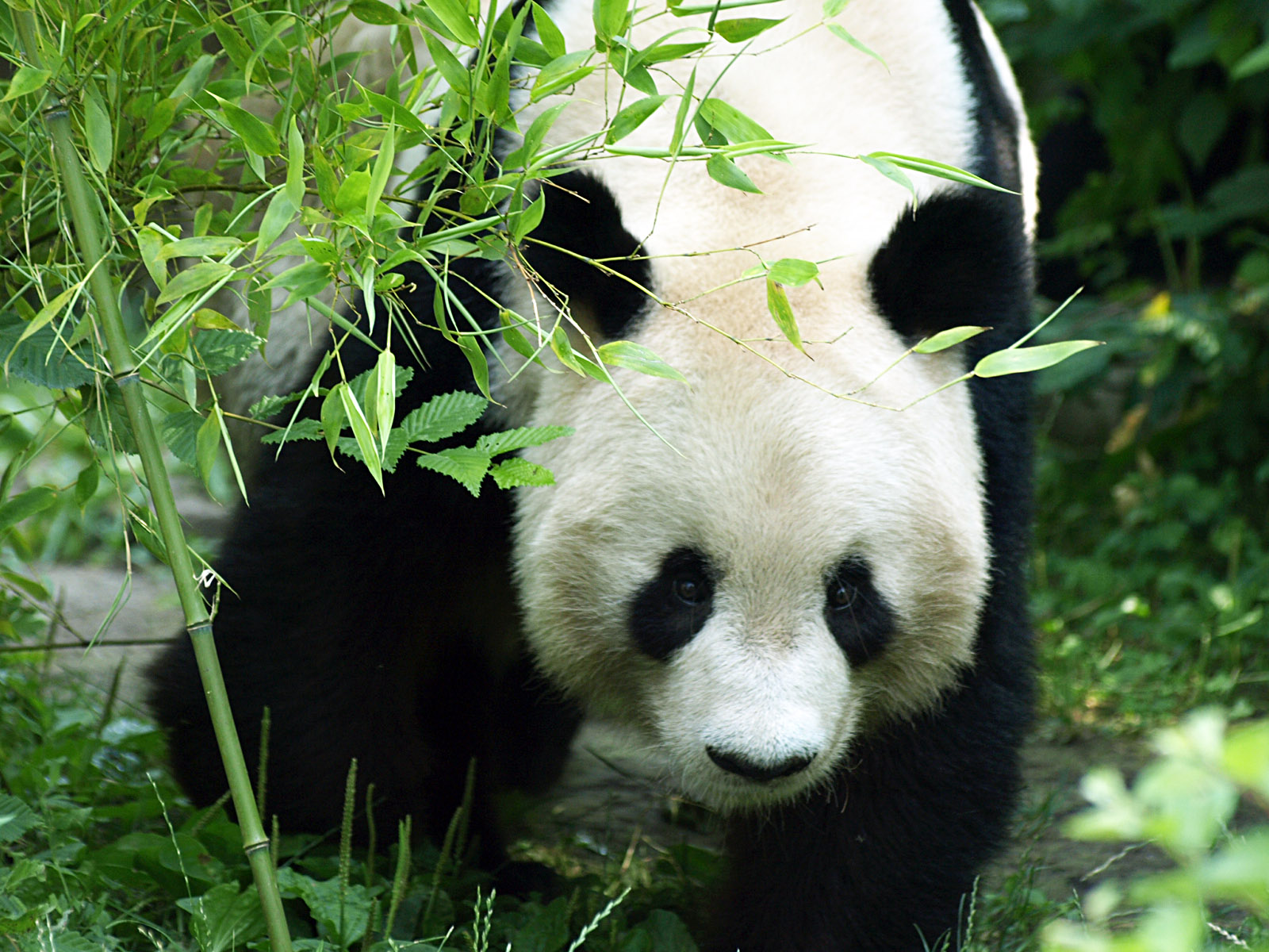Giant panda