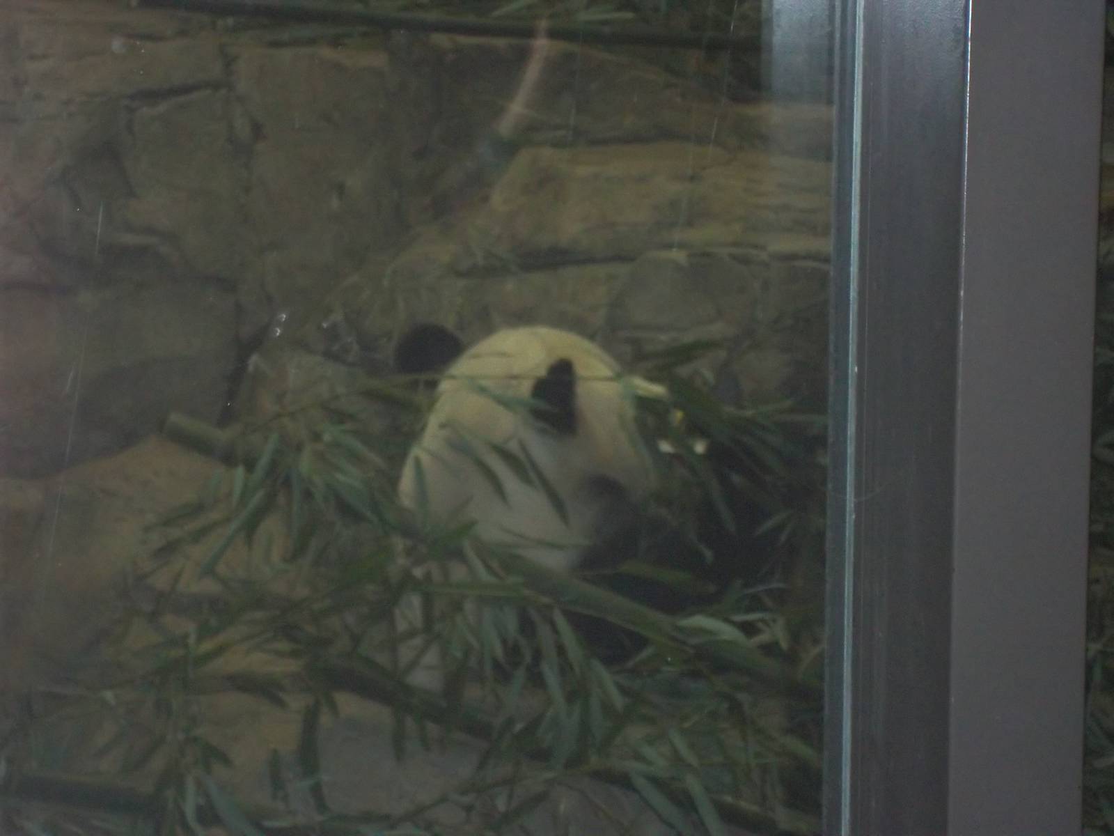 Giant Panda