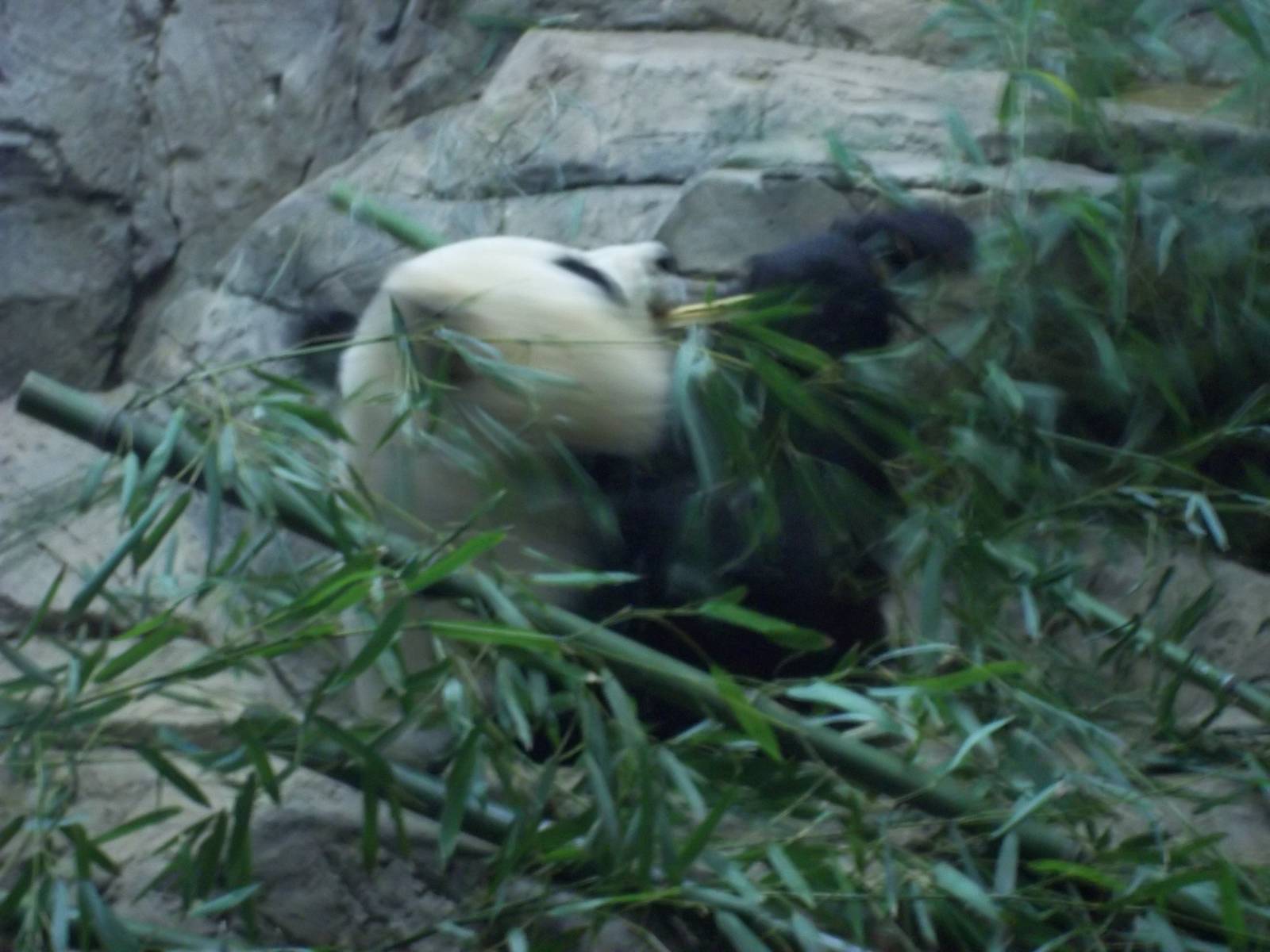 Giant Panda