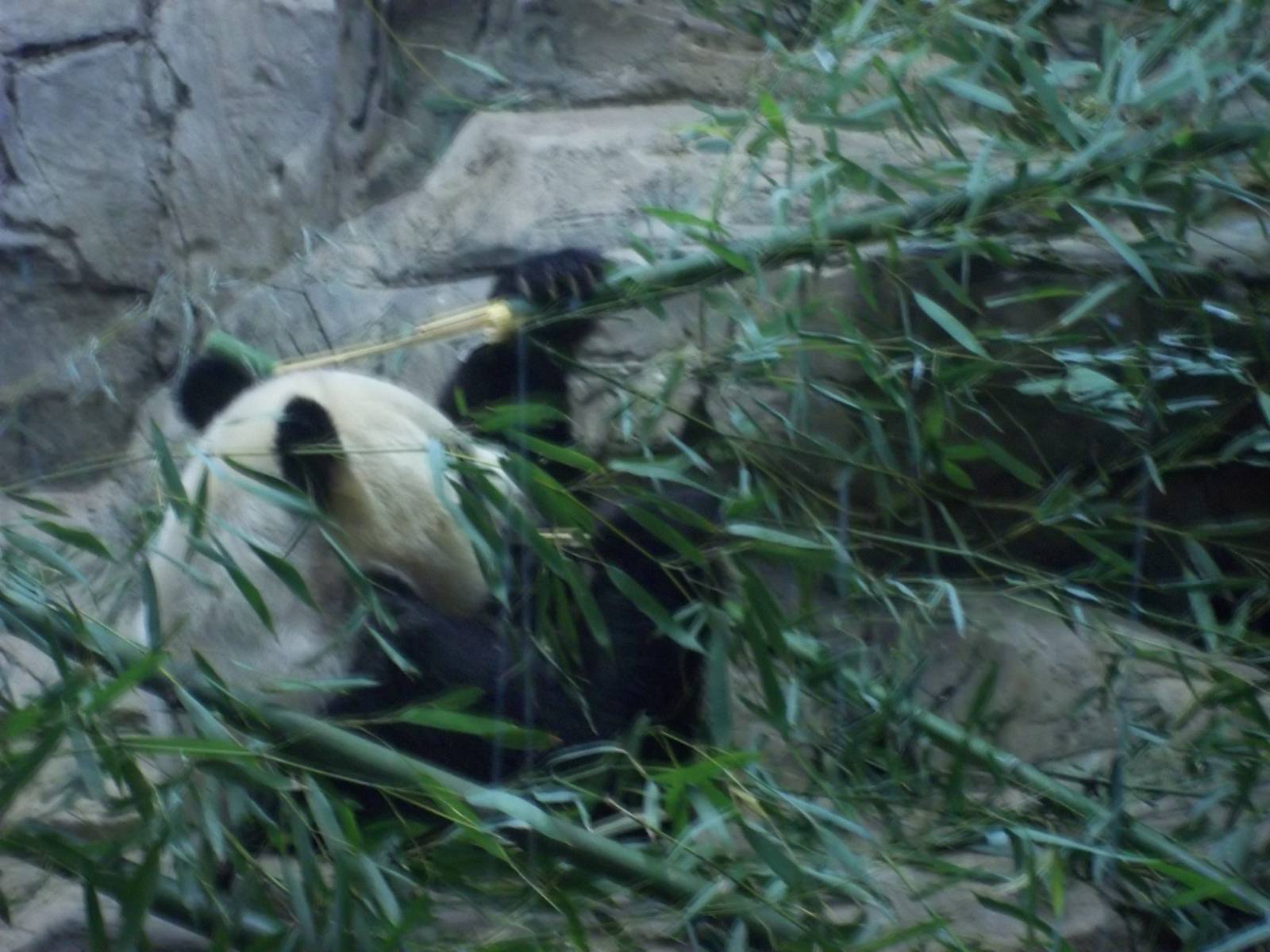 Giant Panda