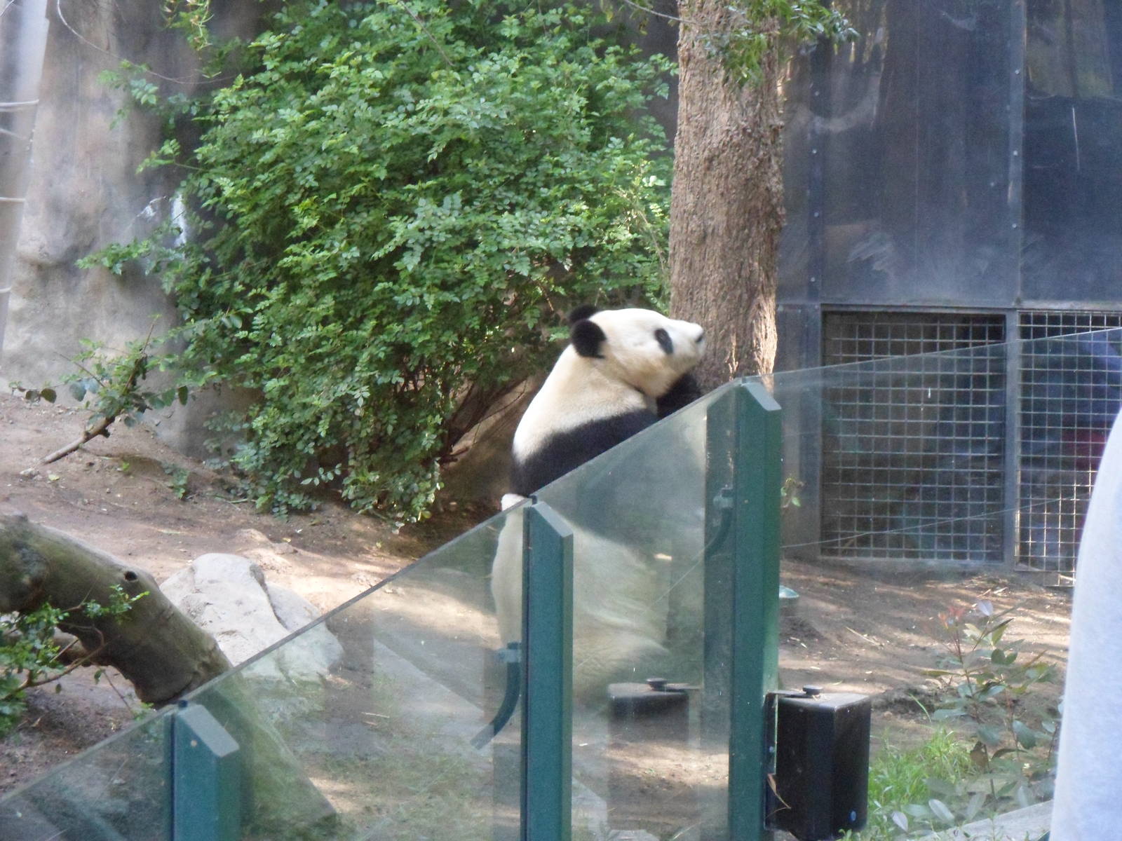 Giant Panda
