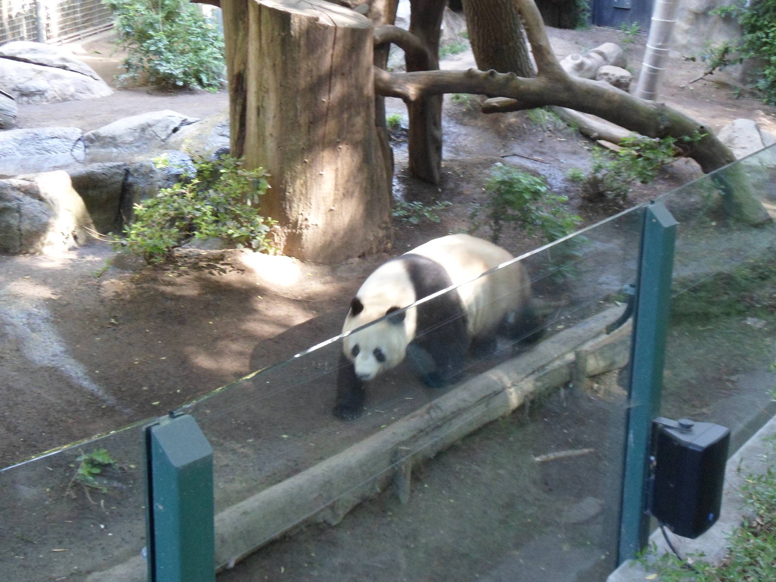 Giant Panda