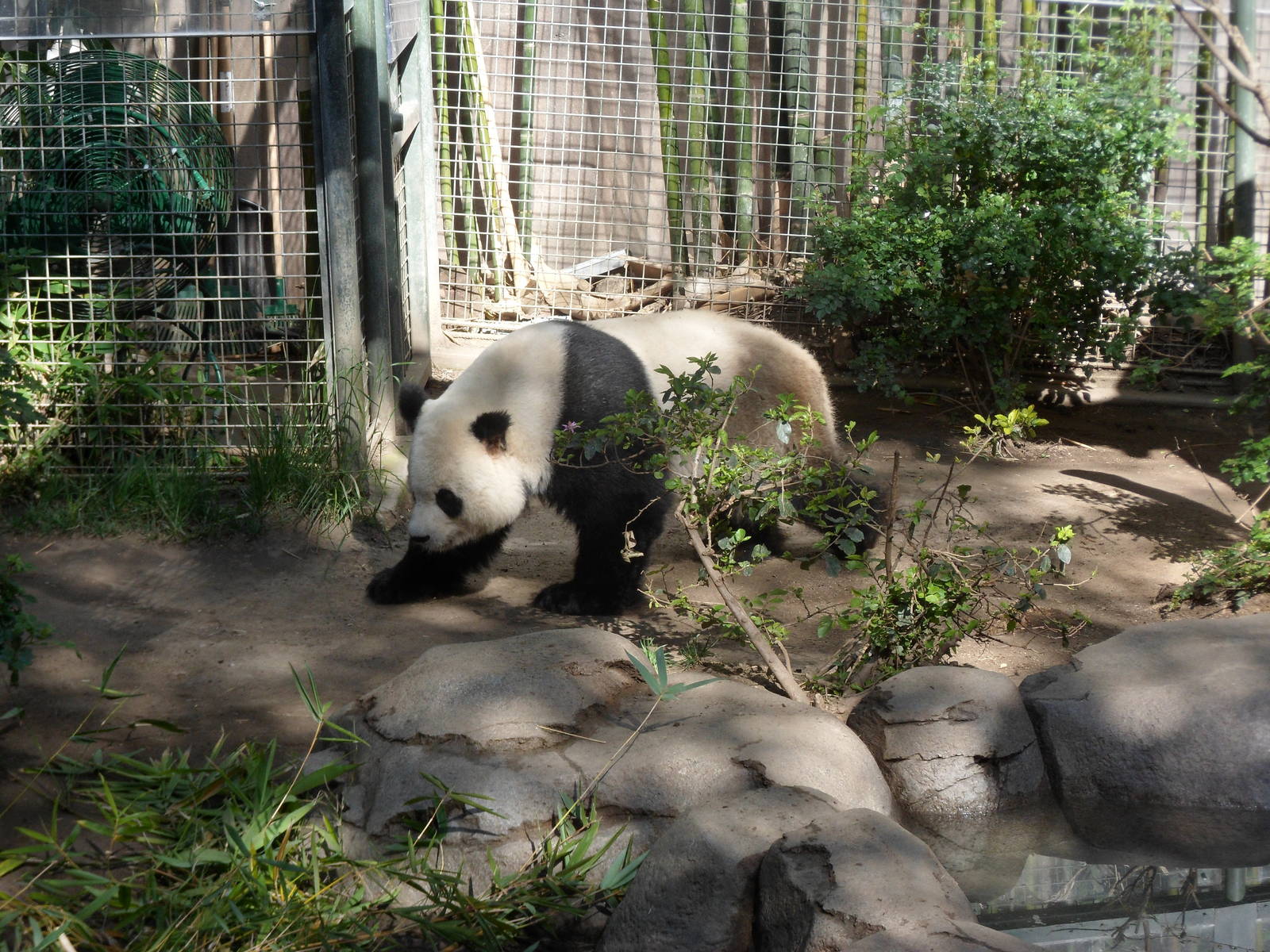 Giant Panda