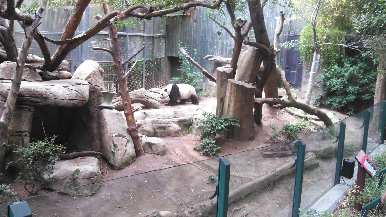 Giant Panda