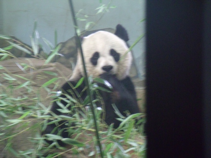 Giant Panda