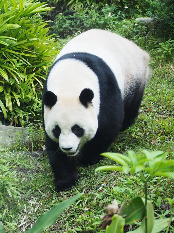 giant panda