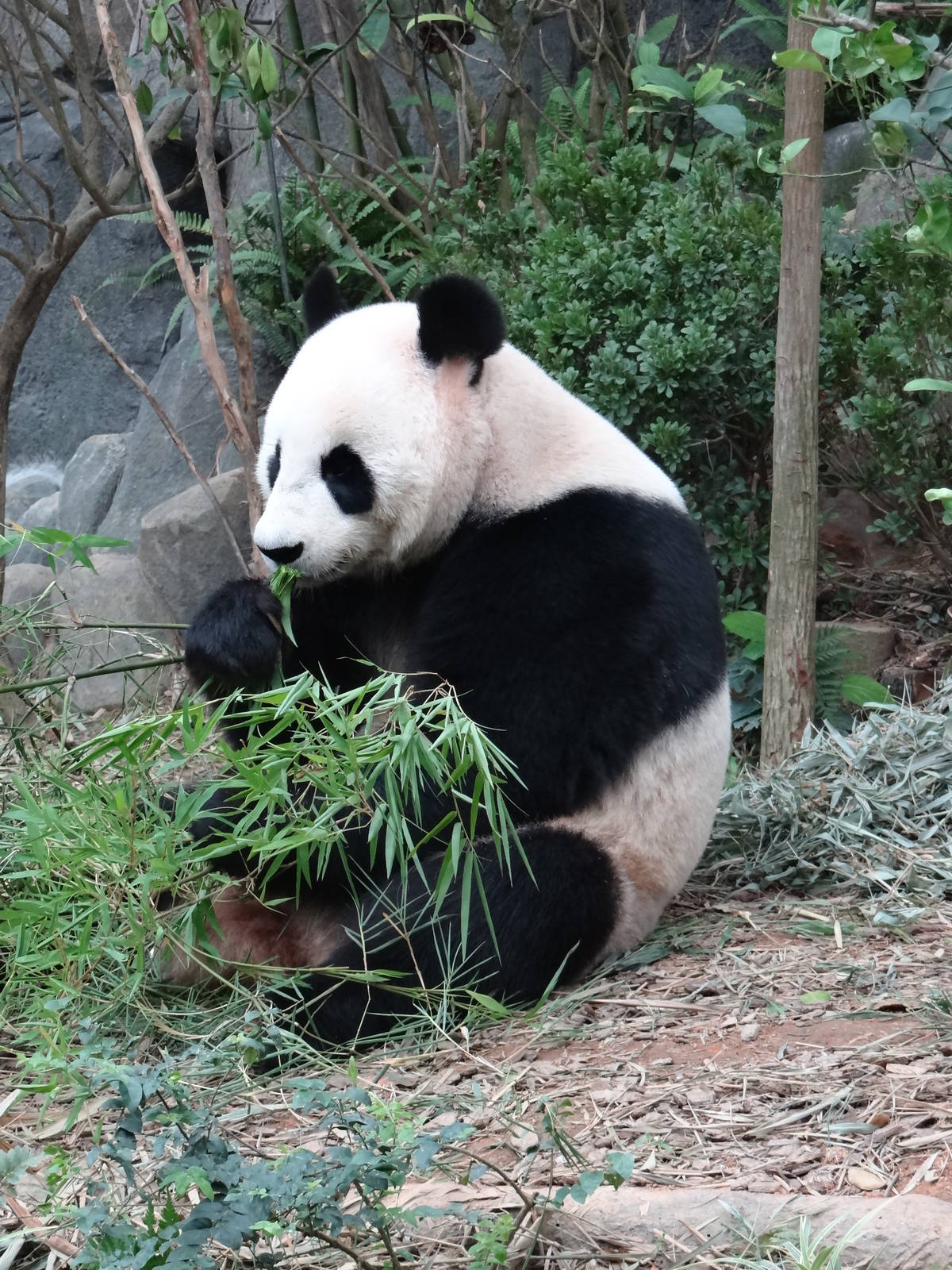 Giant Panda
