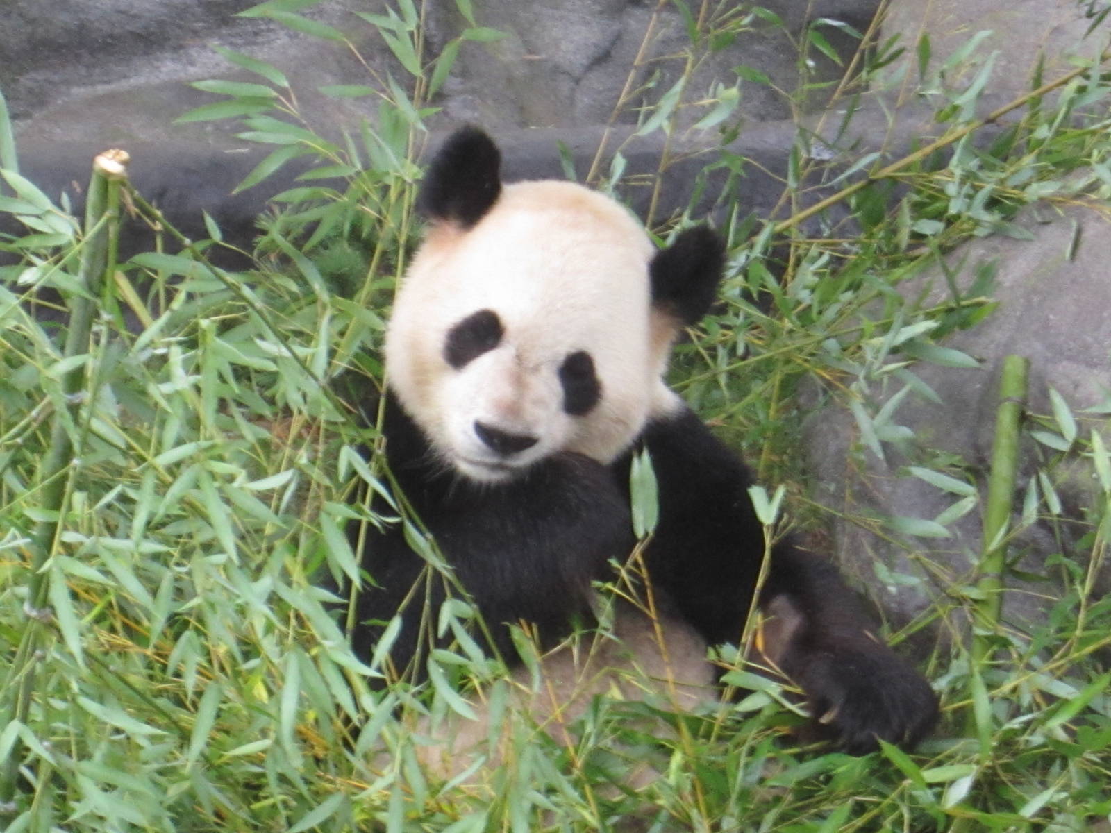 Giant Panda