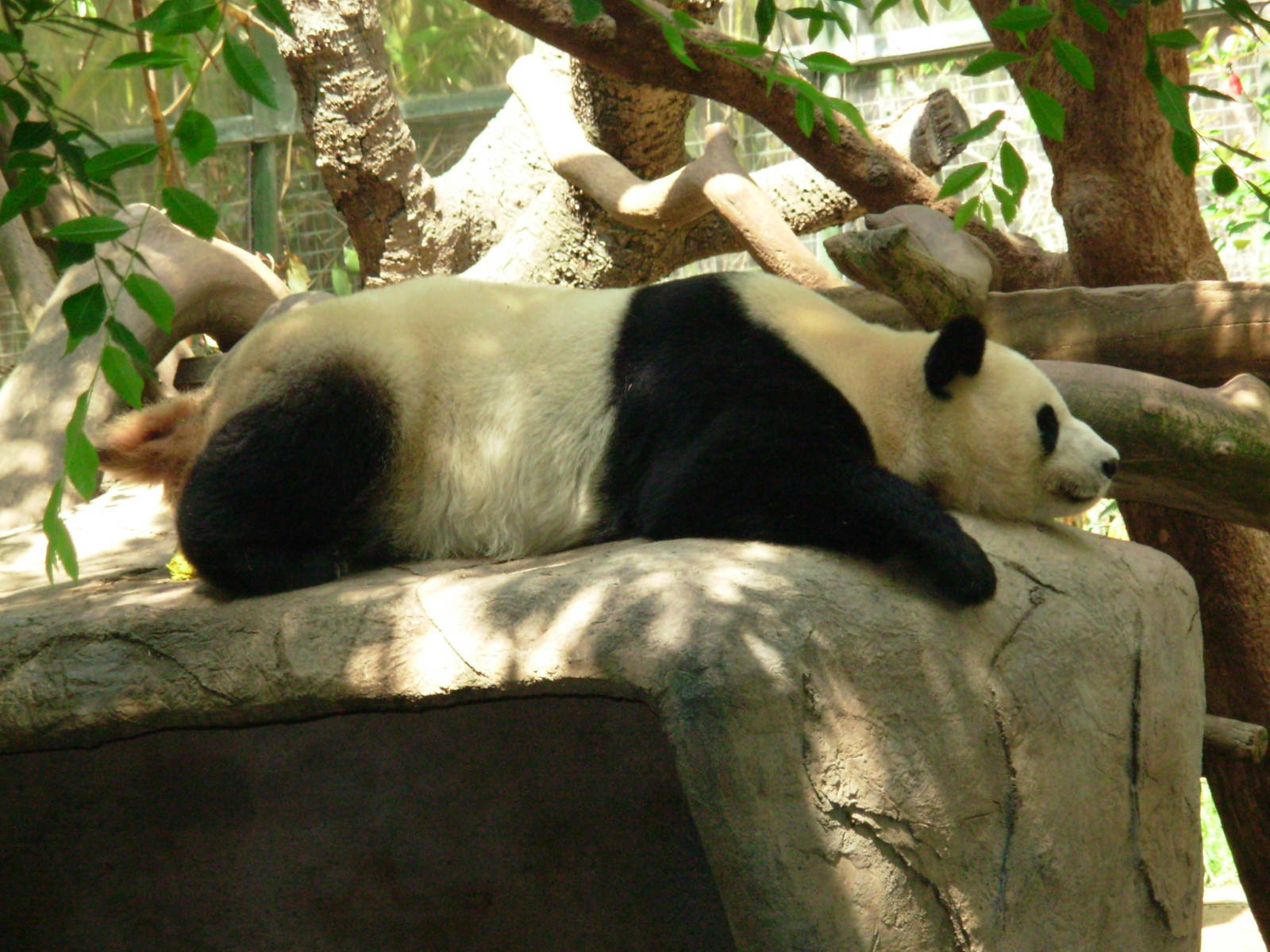 Giant Panda