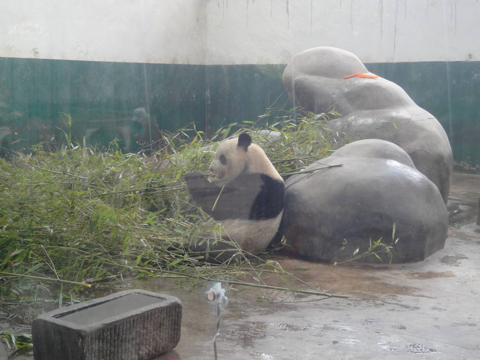 Giant Panda